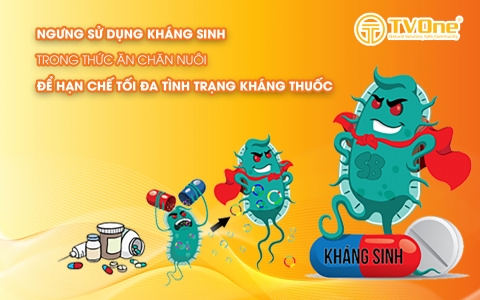 Ngưng sử dụng kháng sinh trong thức ăn chăn nuôi để hạn chế tối đa tình trạng kháng thuốc